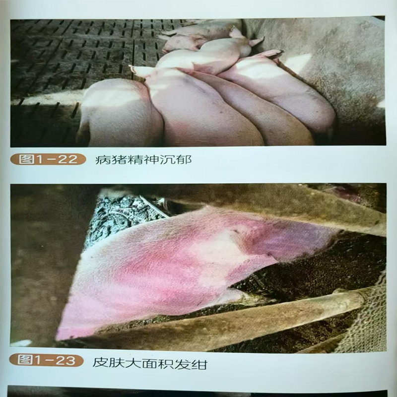 африканская чума свиней