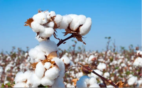 企业微信截图_17760482941429