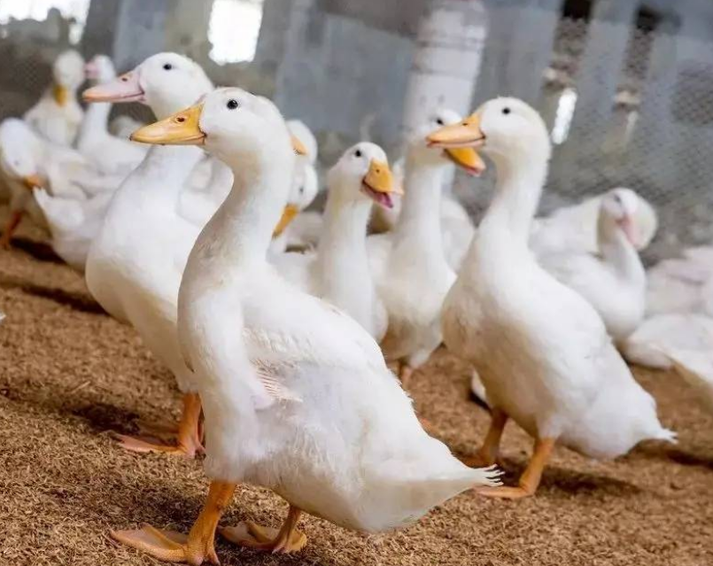 Как использовать мясо старой утки в устойчивом производстве?