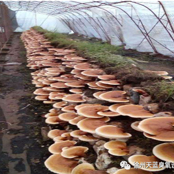 Применение озона в производстве съедобных грибов