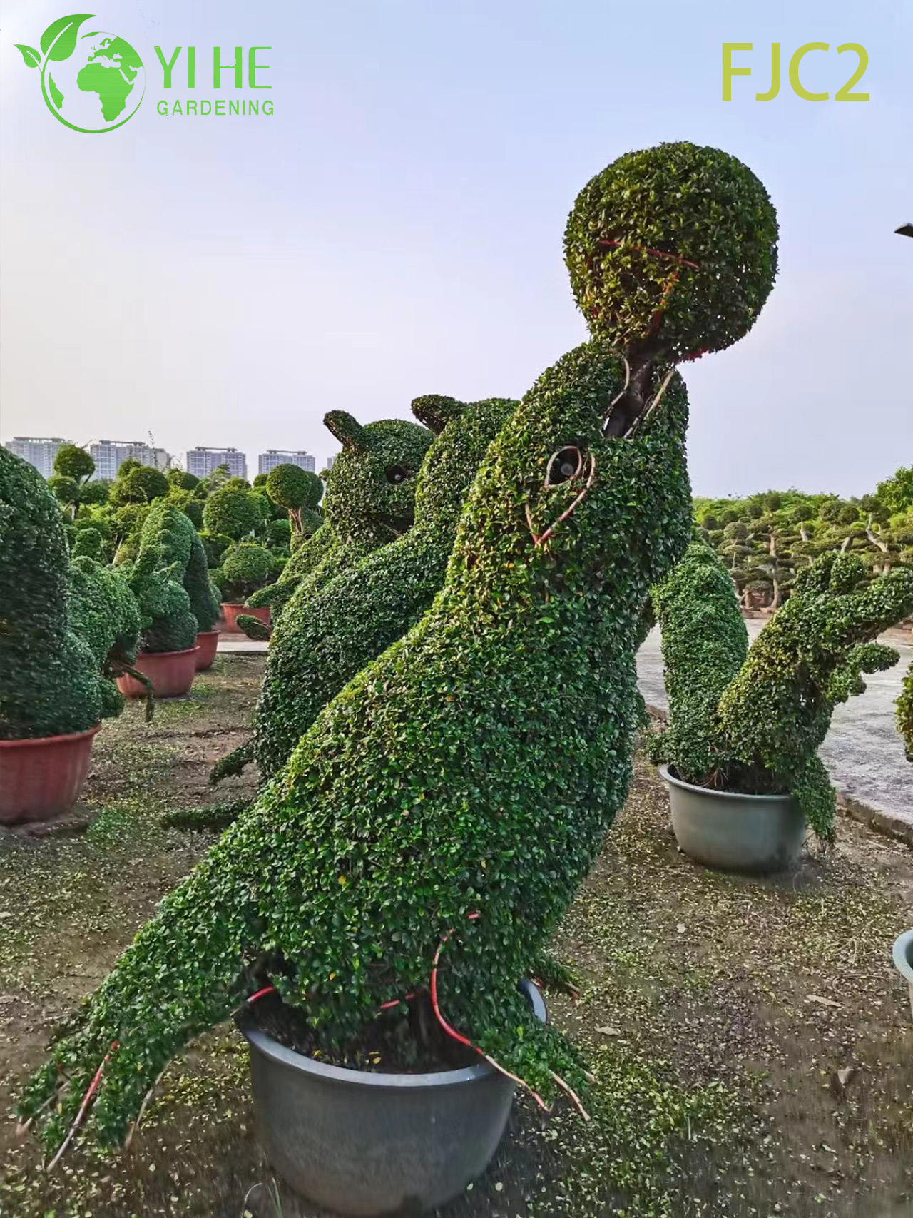 Фуцзяньский чай декоративное растение, фигурный куст, экзотический садовый кустарник для дома и сада