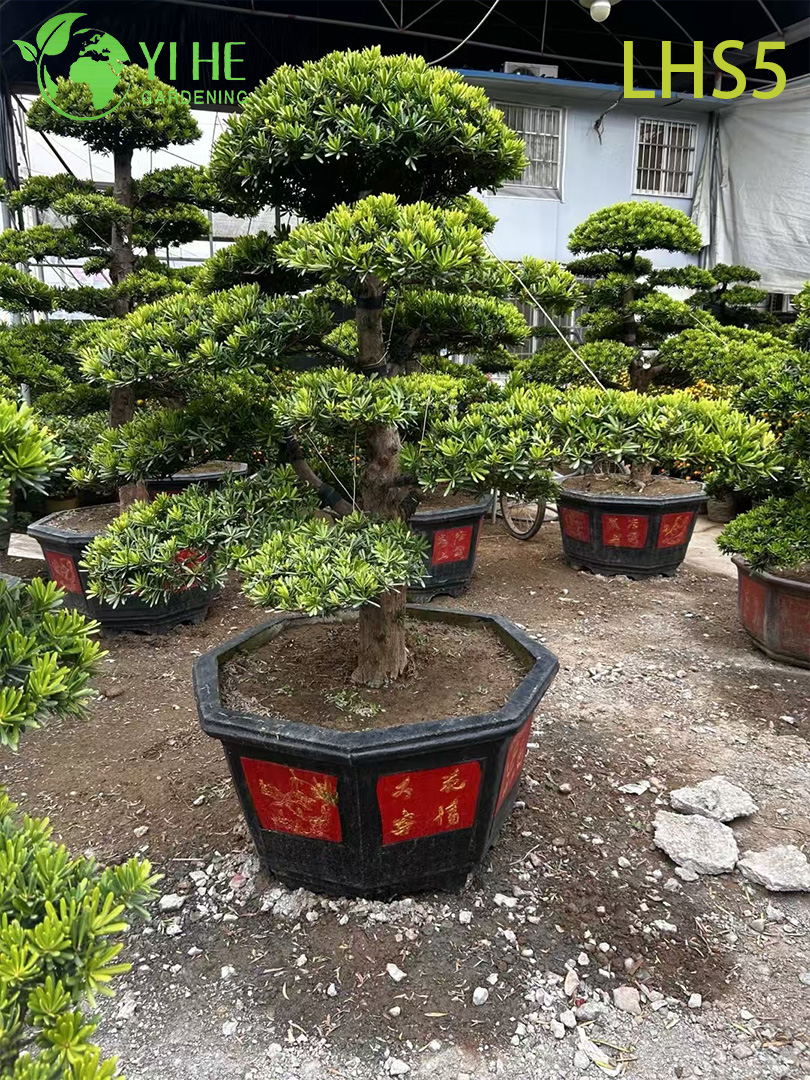 Подокарпус золотой, декоративное вечнозеленое растение, крупный куст для сада и дома