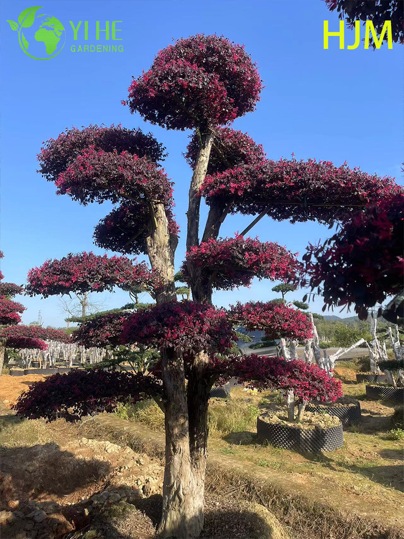 Лоропеталум красный декоративный куст, цветущий садовый вечнозеленый кустарник для дома и улицы