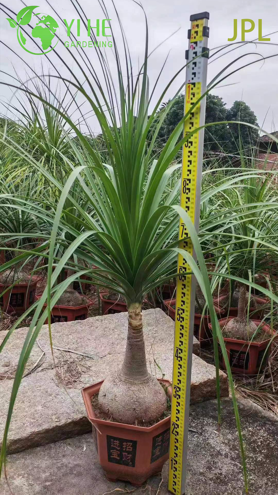 Пальма Бокарнея, бутылочная лиана, декоративное комнатное растение для дома и офиса