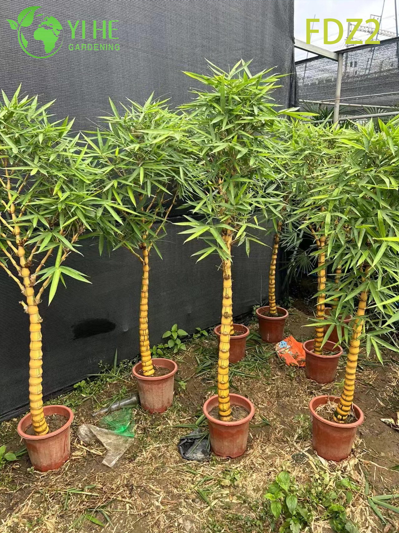 Фотиодендрон Бамбук, декоративное тропическое растение, крупнолистный зеленый куст для сада и интерьера