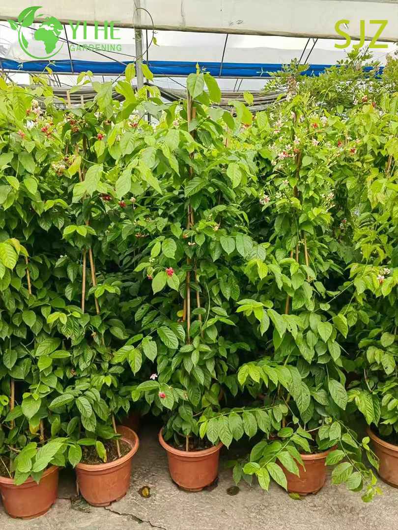 Квискуалис индика лиана, цветущее вьющееся растение, декоративный ароматный кустарник для сада и дома