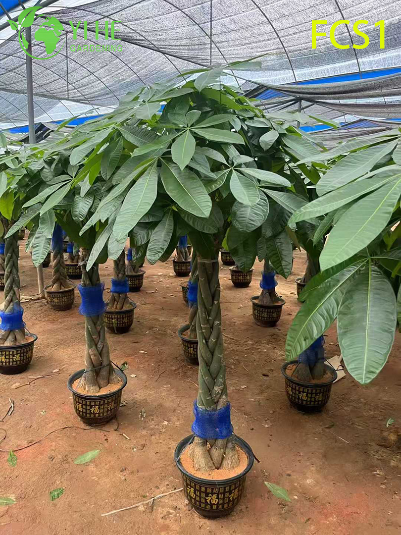 Денежное дерево Пахира, декоративное комнатное растение, тропический зелёный куст для офиса и дома