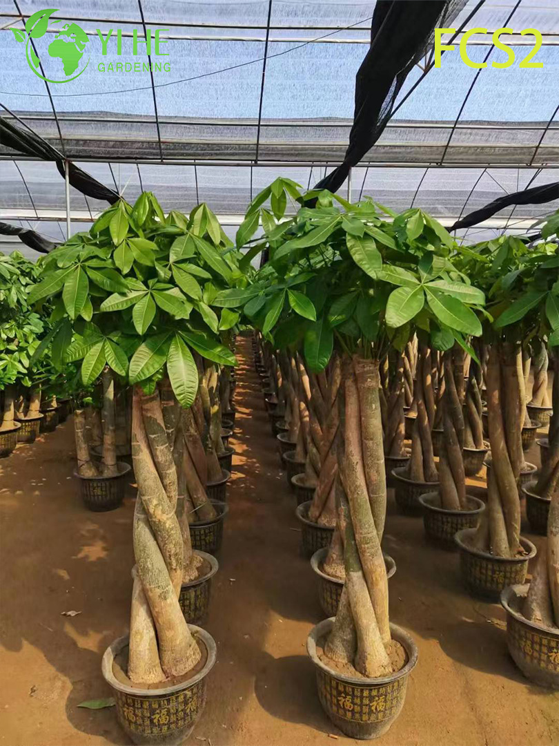 Пахира акватика, денежное дерево, декоративное комнатное растение для офиса и дома