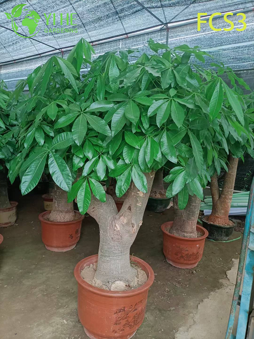 Пахира акватика денежное дерево декоративное комнатное растение для офиса и дома