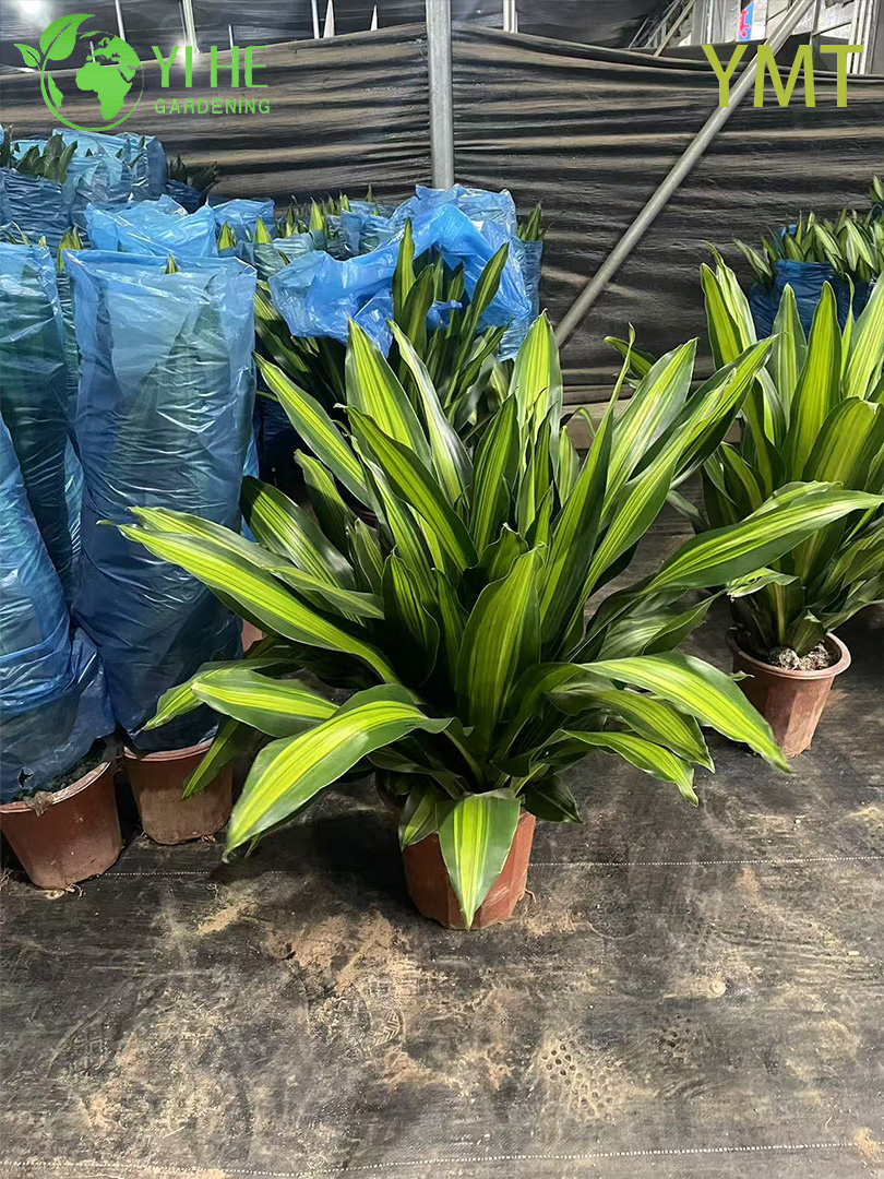 Драцена комнатное растение, декоративное вечнозеленое дерево, тропический цветок для дома и офиса