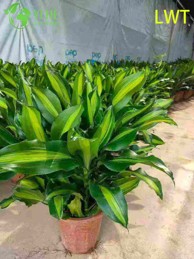 Драцена декоративное комнатное растение, вечнозеленое тропическое дерево для офиса и дома