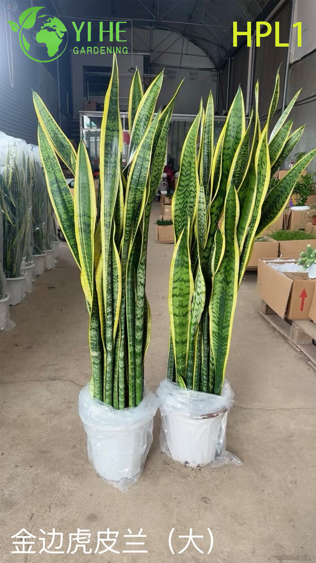 Сансевиерия комнатное растение, декоративный цветок, очищающий воздух, устойчивый к засухе, зеленый горшечный цветок