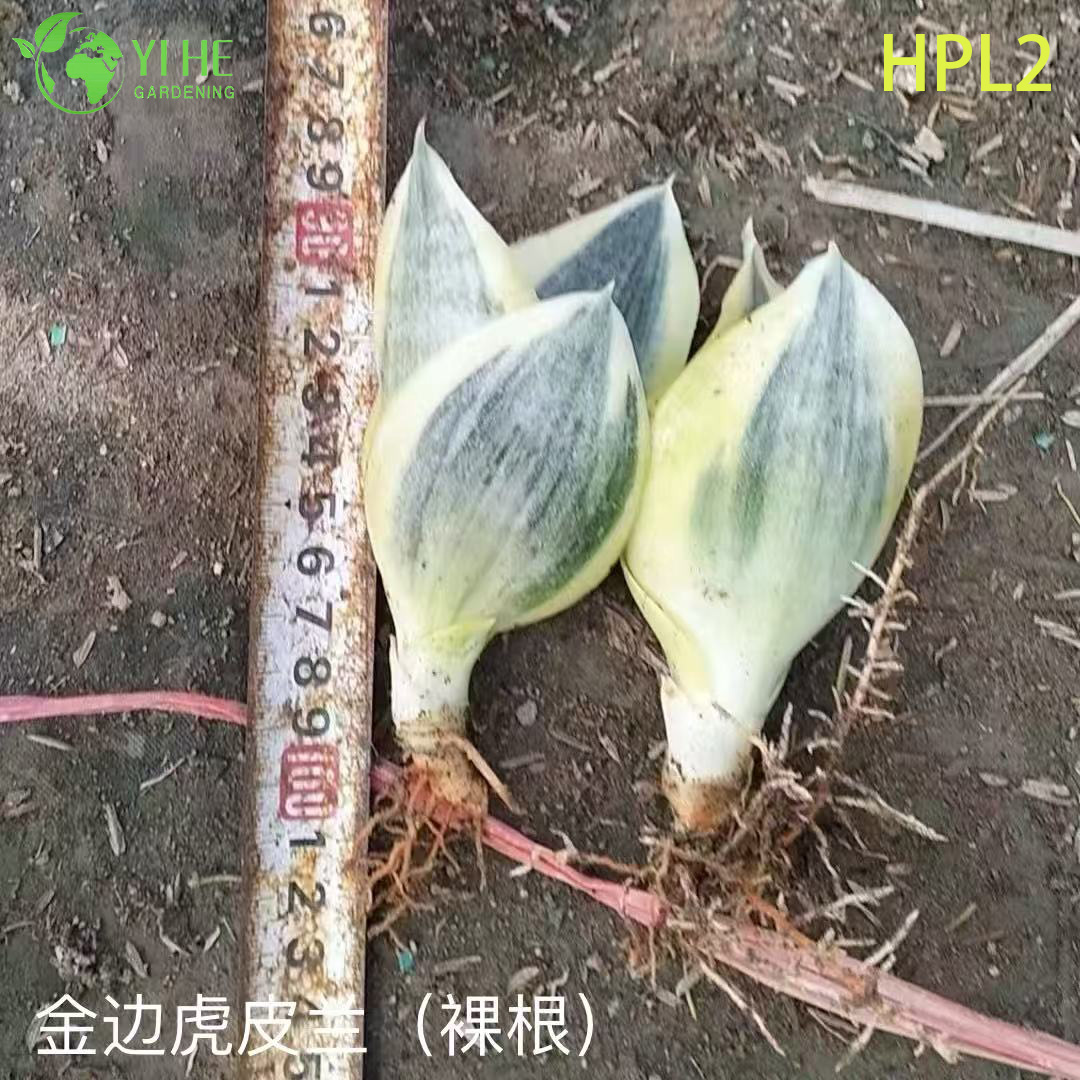 Сансевиерия комнатное растение, декоративный цветок, суккулент, вечнозеленый очищающий воздух для дома и офиса