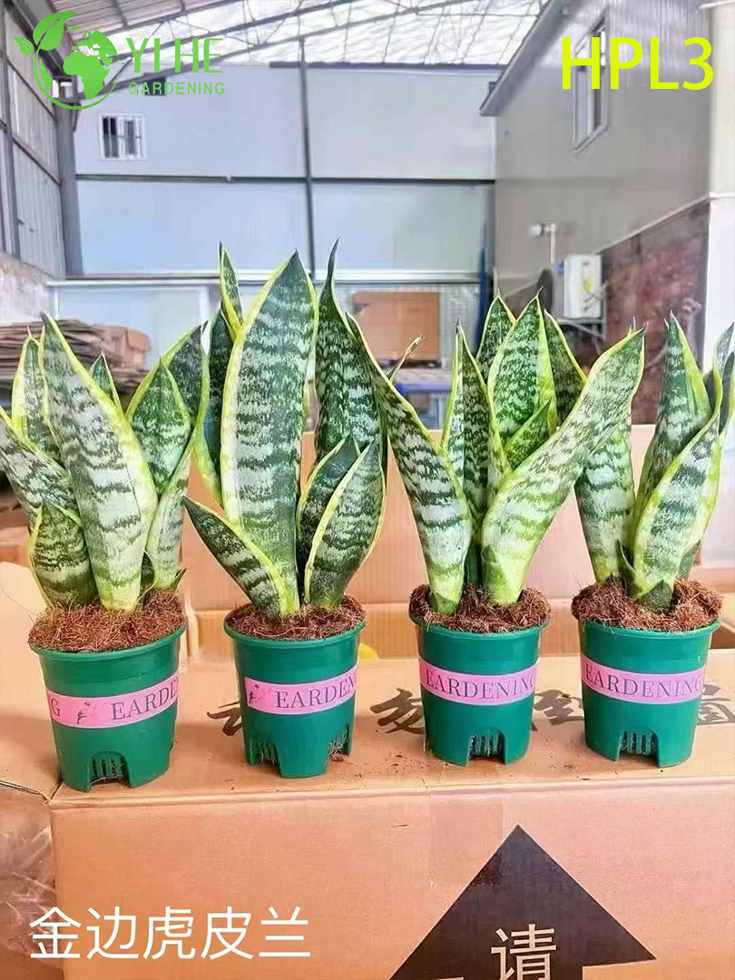 Сансевиерия комнатное растение, суккулент, декоративный вечнозеленый цветок для офиса и дома