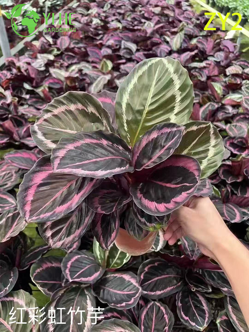 Калатея комнатное растение, декоративный лиственный цветок, тропический горшечный цветок для дома и офиса