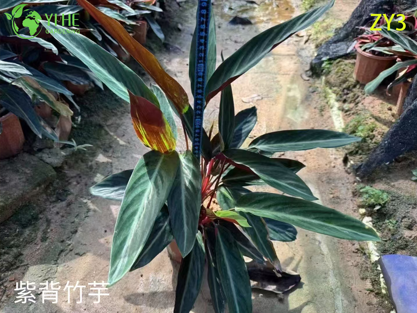 Калатея декоративное тропическое комнатное растение, вечнозеленый цветок для дома и офиса