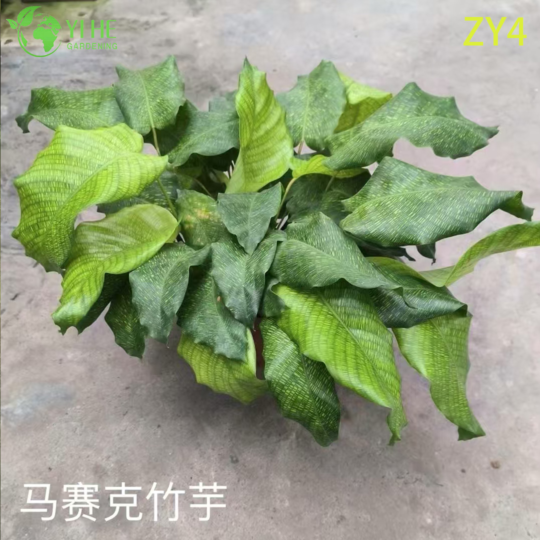 Калатея декоративное тропическое растение, комнатный цветок с узорчатыми листьями для дома и офиса