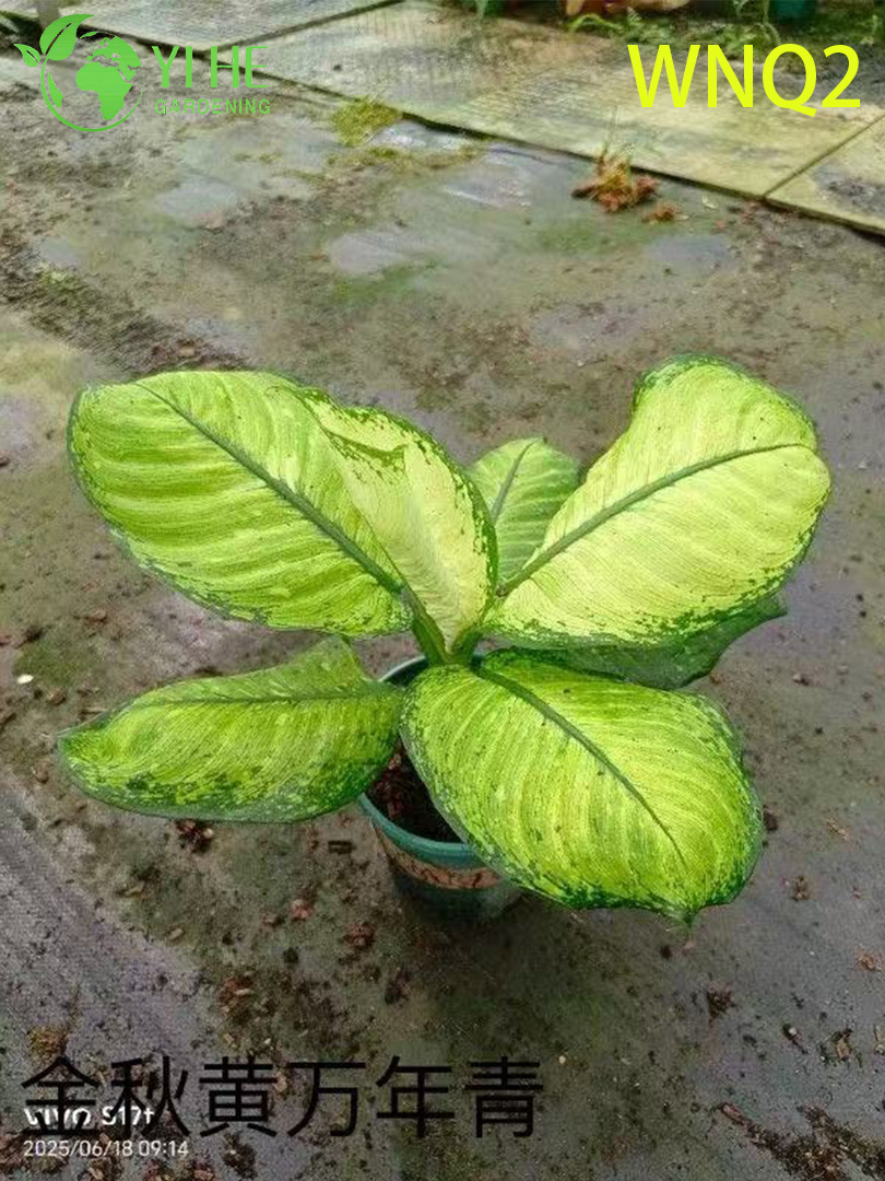 Аспидистра вечнозеленое декоративное растение, теневыносливый куст для дома и сада