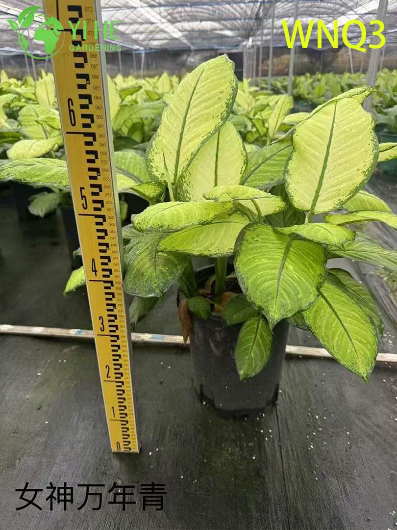 Аглаонема декоративное растение, вечнозеленый красивый куст для дома и офиса