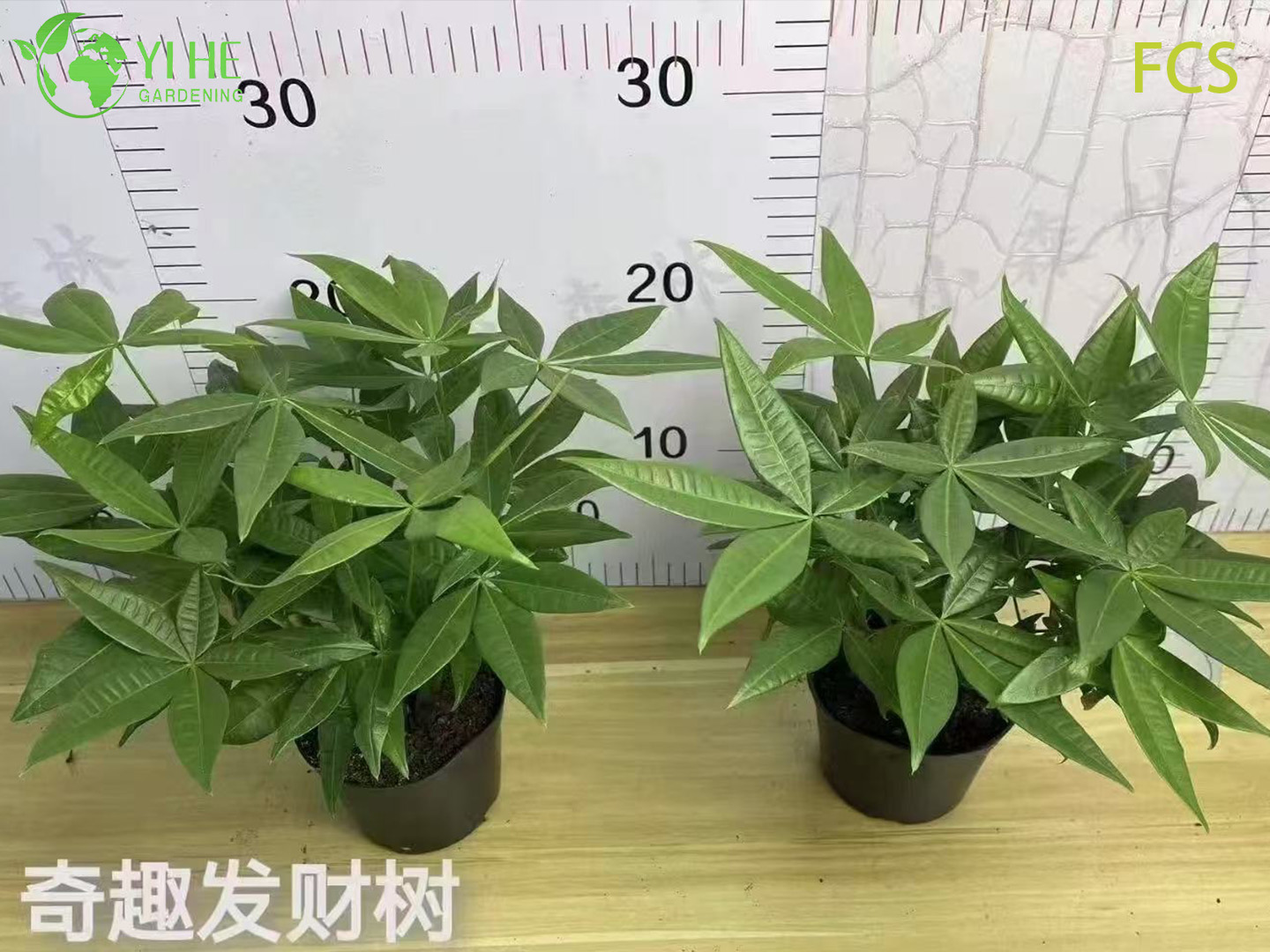 Аглаонема декоративное растение, вечнозеленый красивый куст для дома и офиса