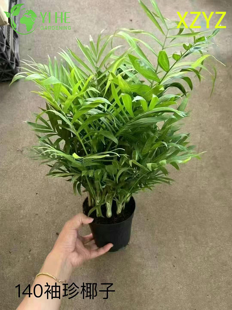 Маленькая декоративная пальма, карликовая комнатная пальма, тропическая мини-пальма для дома и сада
