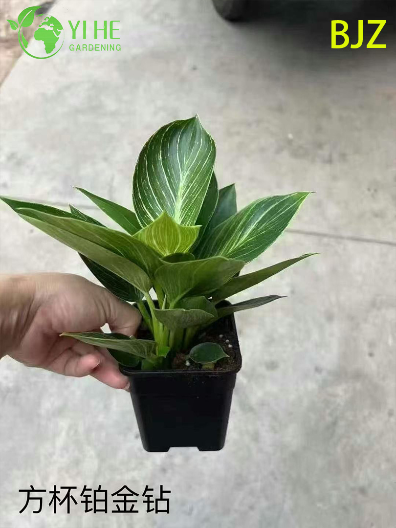 Платиновый Диамант комнатное декоративное растение, тропический красивый куст для дома и офиса