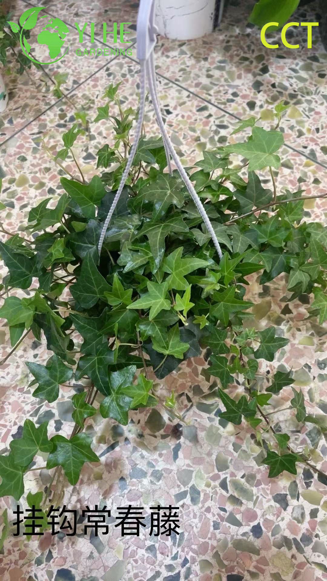 Плющ декоративный, вечнозеленое растение, ампельное и садовое для дома и офиса