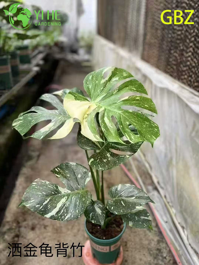 Монстера декоративная крупнолистная тропическая лиана для дома и офиса