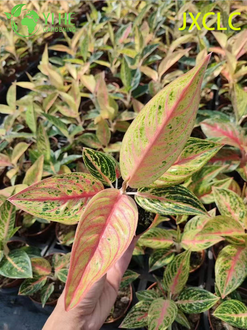 Саженцы аглаонемы Голден Стар, декоративные комнатные растения, зелёные листья для офиса и дома