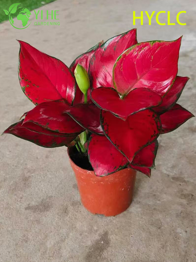 Саженцы аглаонемы Красота Красная, декоративное комнатное растение для офиса и дома