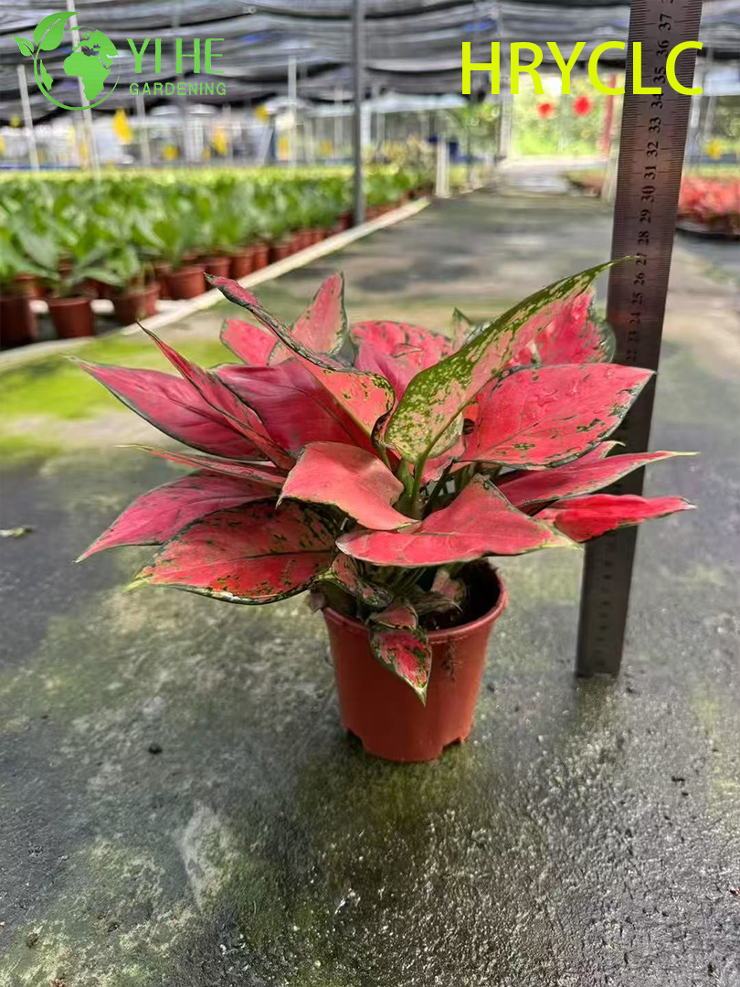 Саженцы аглаонемы Красная Удача, декоративное комнатное растение, экзотические листья для дома и офиса