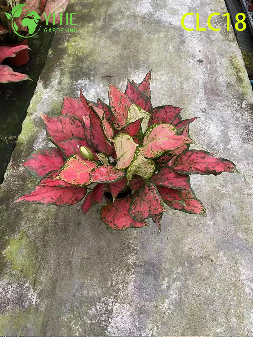 Аглаонема сеянцы, декоративные листья, комнатные растения для дома и офиса