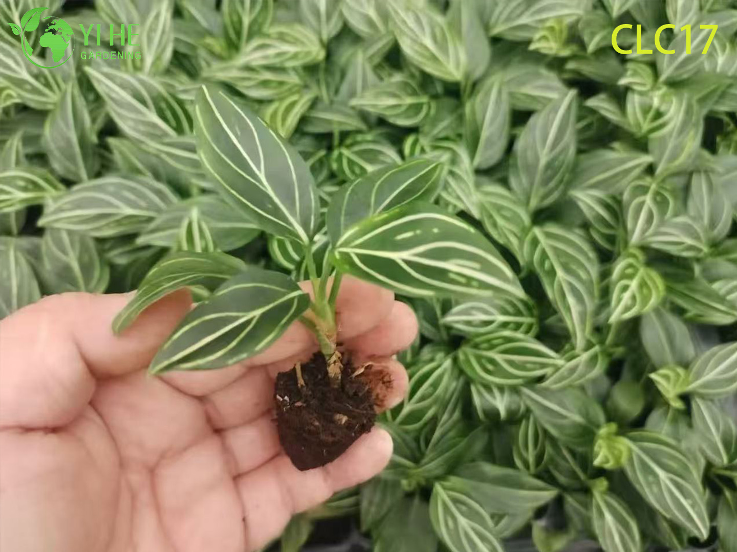 Аглаонема декоративная краснолистная, бело-зелёная, пёстрая рассада комнатных растений