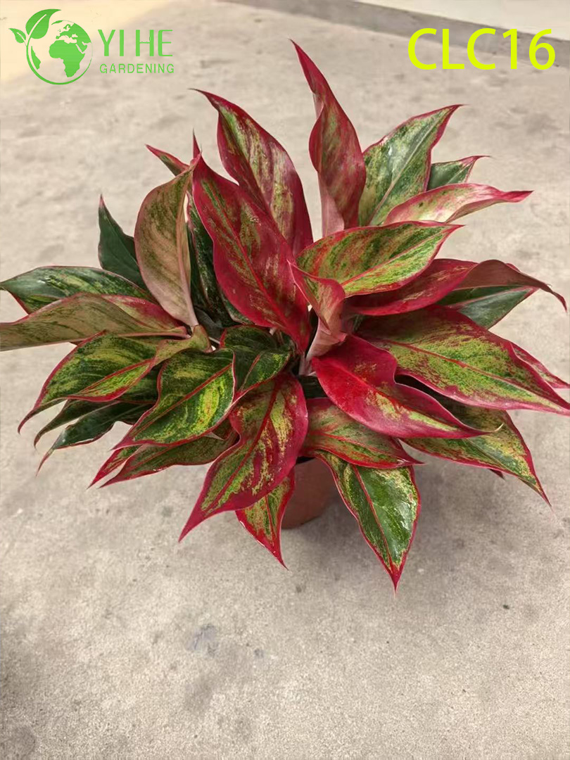 Саженцы аглаонемы, декоративные комнатные растения, разноцветные листья, тропические сорта для дома и офиса