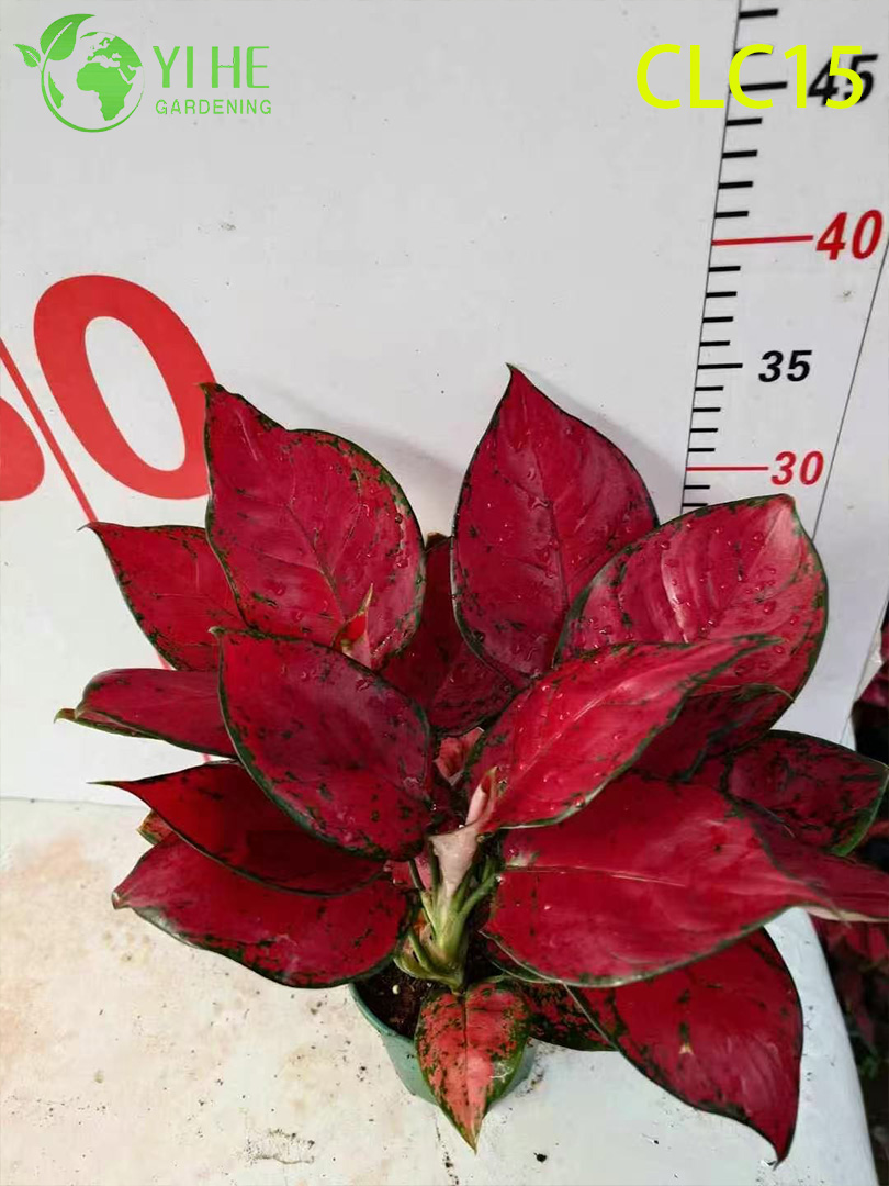 Аглаонема золотая и чёрная, декоративные саженцы комнатных растений для офиса и дома