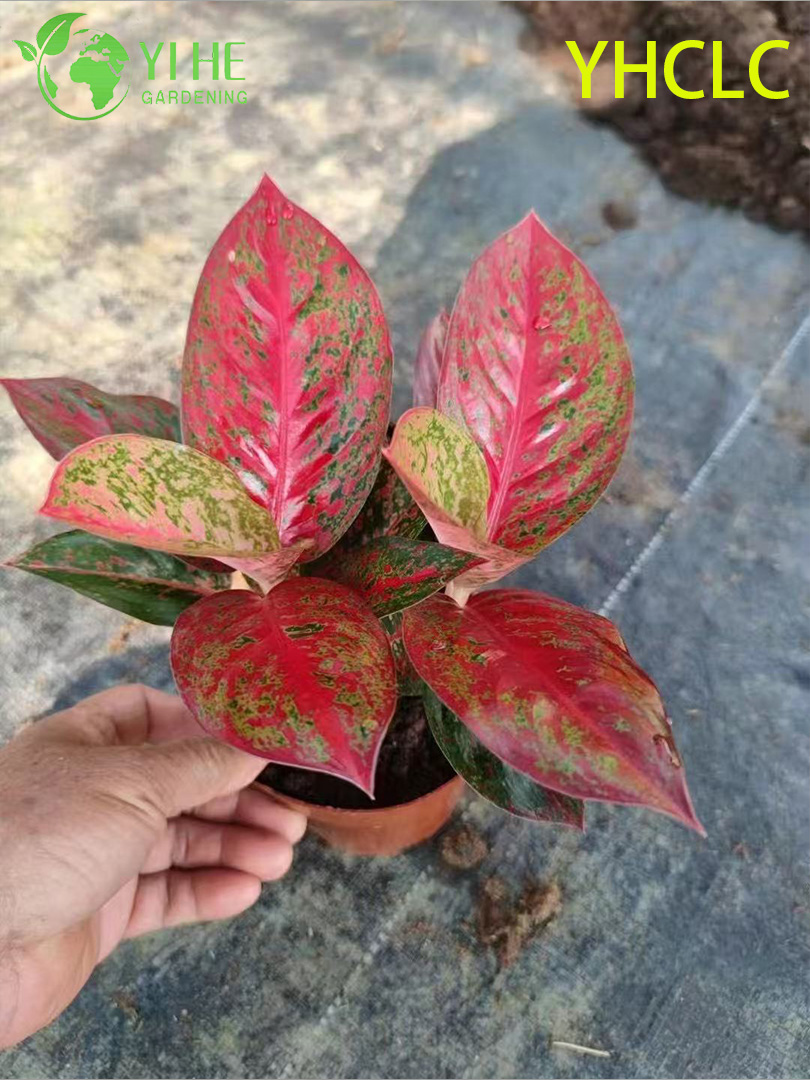 Сеянец аглаонемы Фейерверк, декоративное комнатное растение, экзотический зелёный цветок для офиса и дома