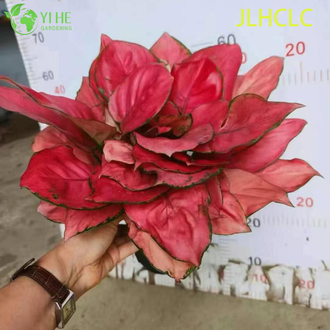 Саженцы аглаонемы красной, декоративные тропические комнатные растения для офиса и дома