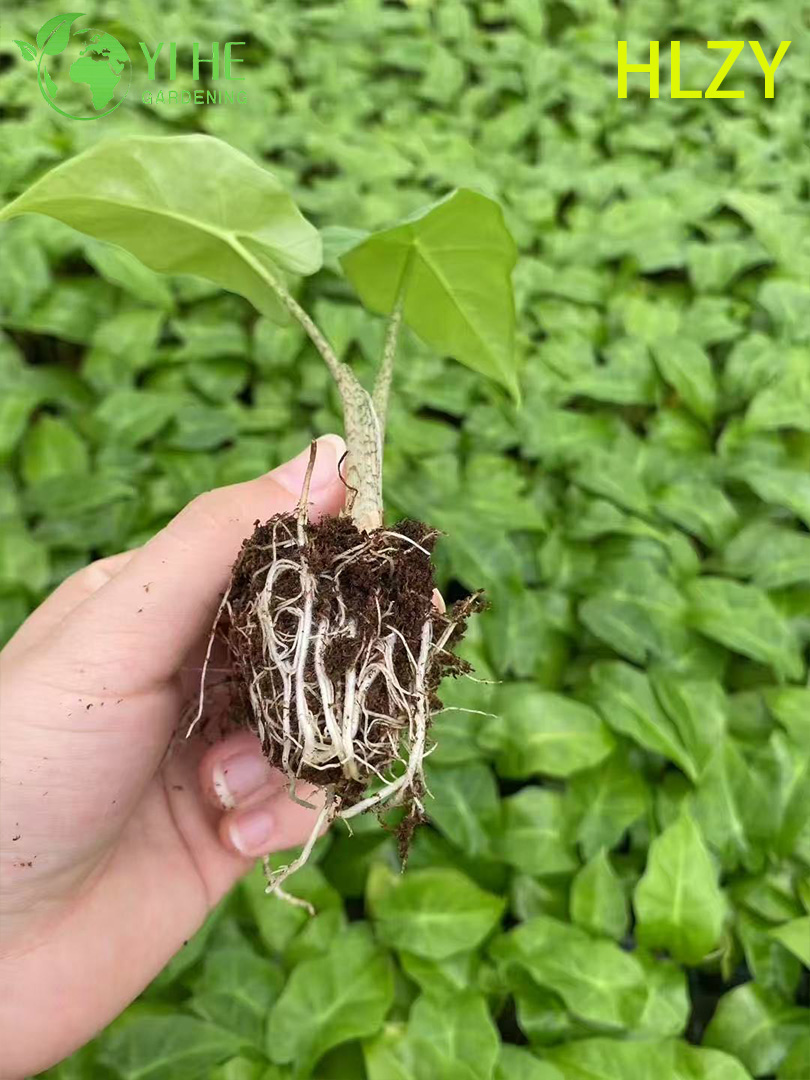 Саженцы калатеи Хелен, декоративное комнатное растение, тропический цветок для дома и сада