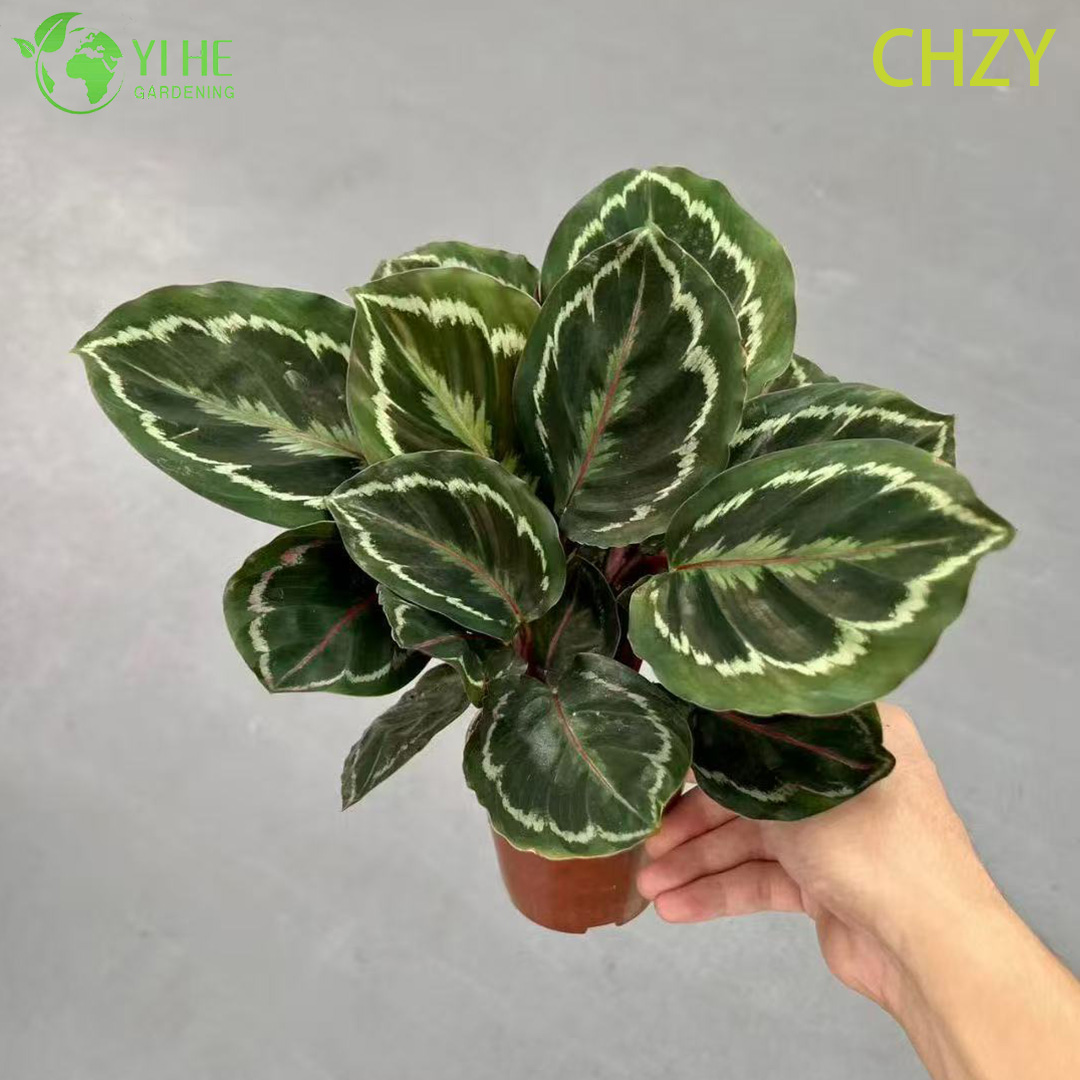 Рассада калатеи радуга, декоративные листья, комнатное растение для дома и офиса
