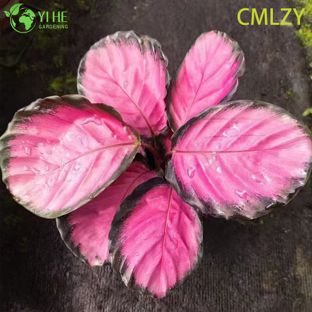 Семена калатеи “Colorful Beauty”, декоративные растения для дома и офиса