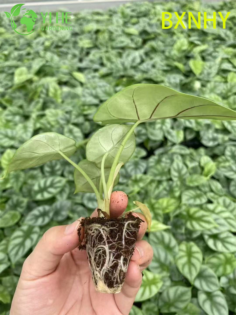 Саженцы каллы Белый носорог, декоративные цветы для сада и дома