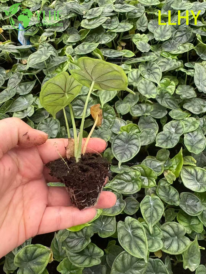 Семена антуриума Драконья чешуя, декоративное тропическое растение для сада и дома