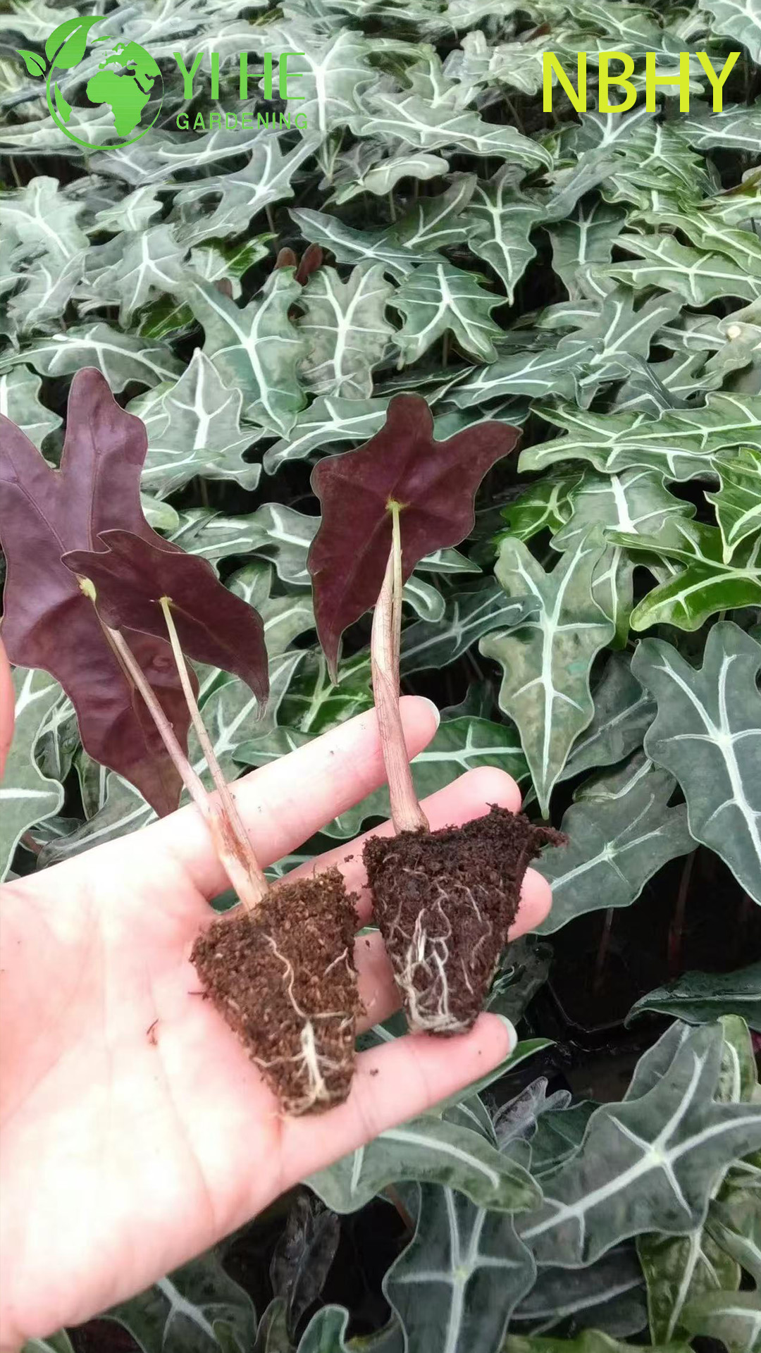 Саженцы антуриума Ноблен, декоративные цветы, комнатные и садовые растения