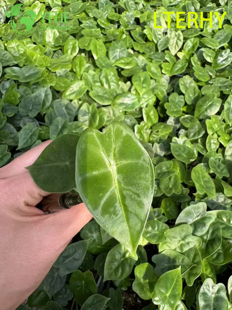 Зелёная бархатная калла, декоративный антуриум, саженцы для дома и сада