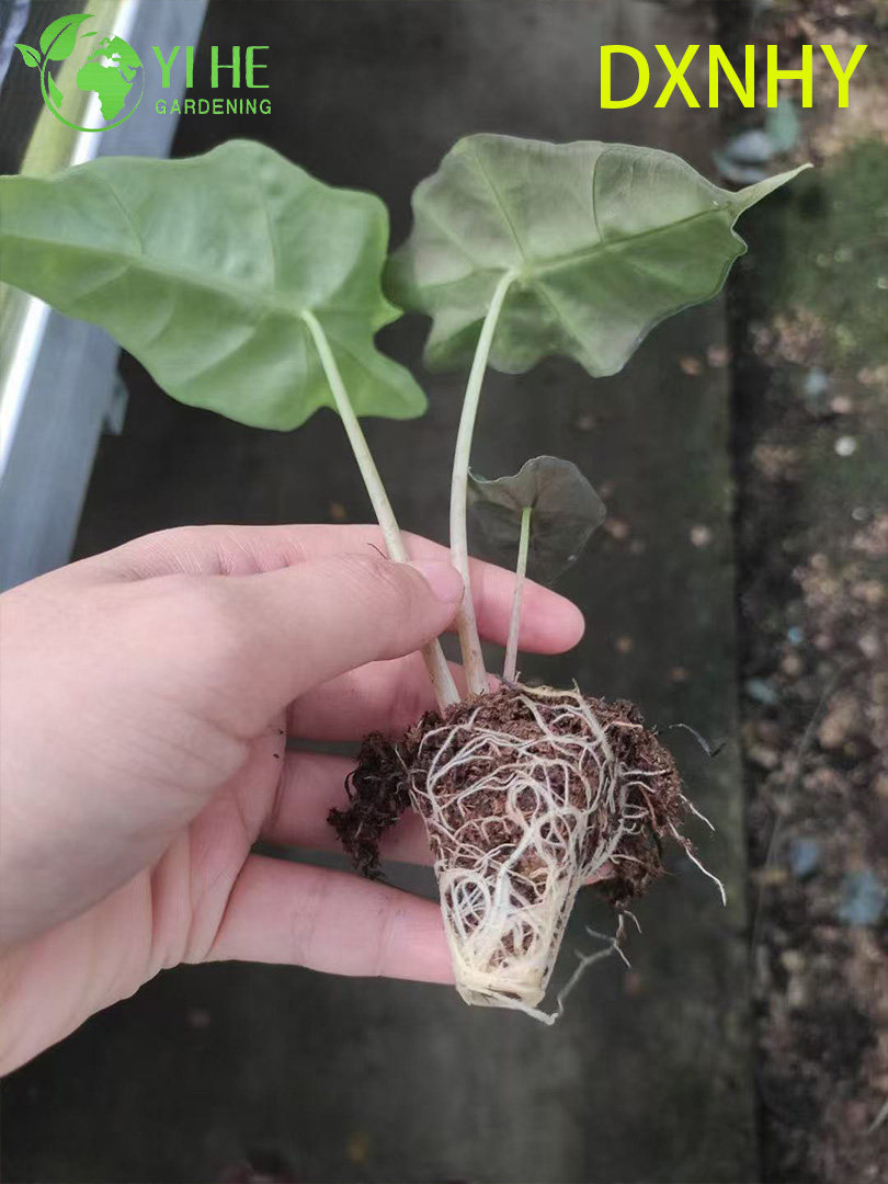 Саженцы алоказии Дайсэннинга, декоративные растения, тропические крупные листья, для дома и сада