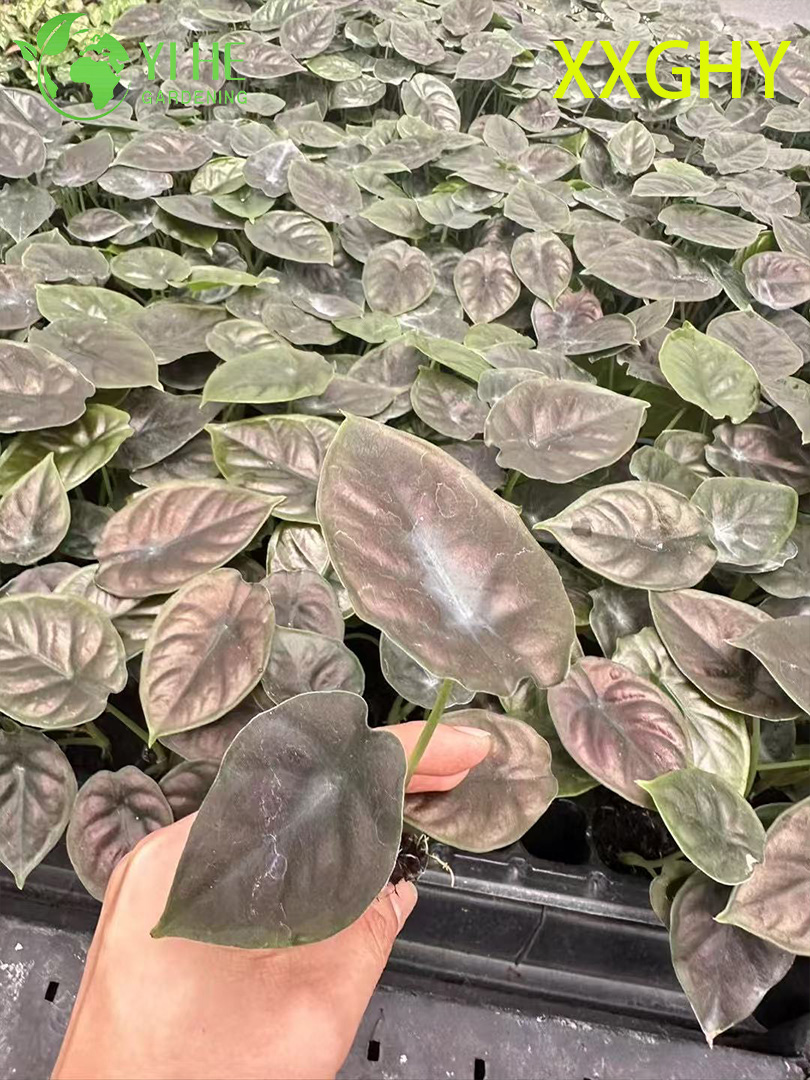 Саженец вампирского каллы, декоративный черный цветок, редкая домашняя и садовая лиана