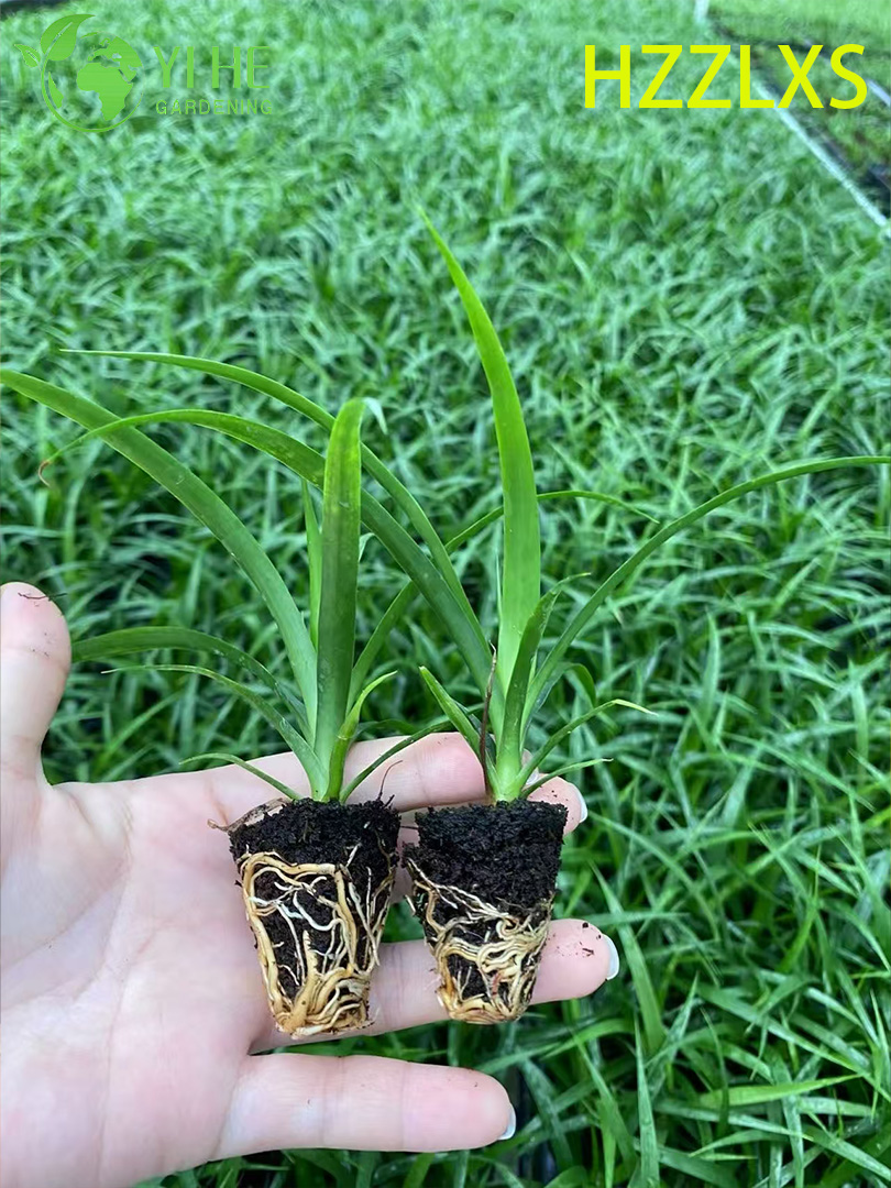 Молодое растение Драцена Черная Жемчужина, декоративный саженец для дома и офиса