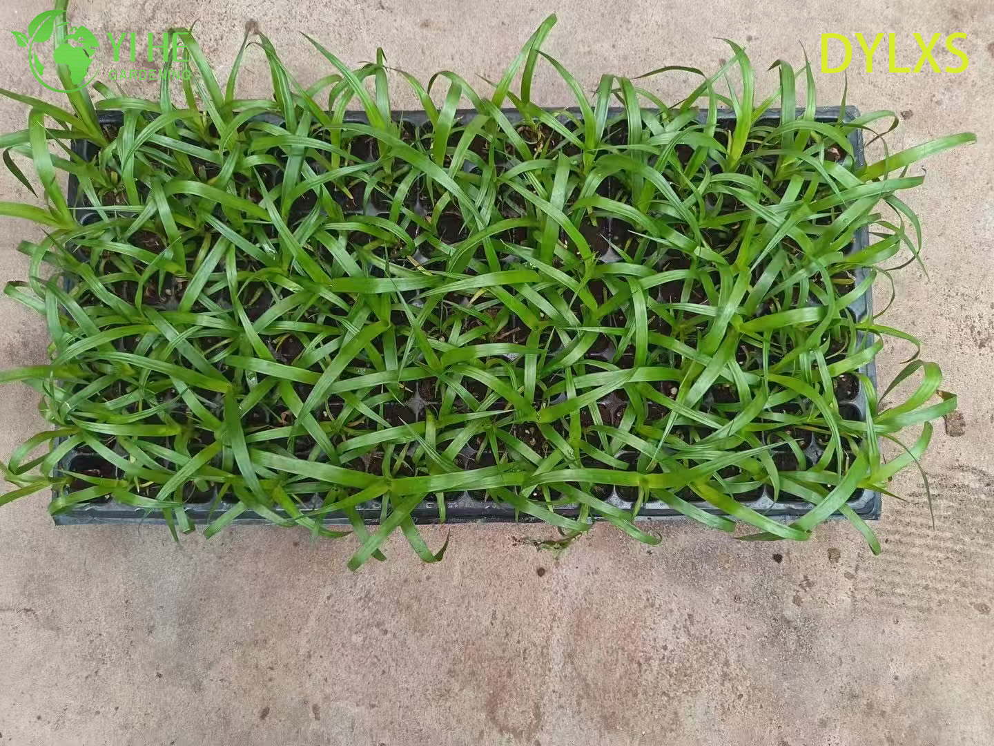 Драцена черная жемчужина с большими листьями, декоративное растение, саженцы для дома и офиса