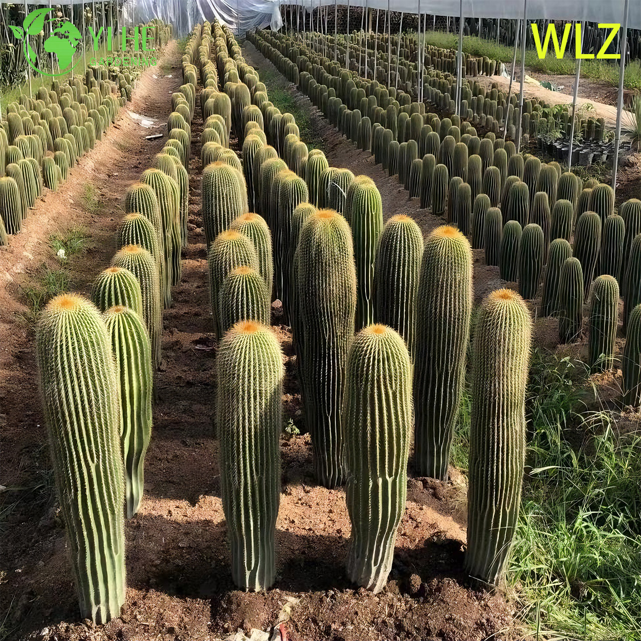 Пятигранный кактус, декоративный суккулент, столовое и садовое растение