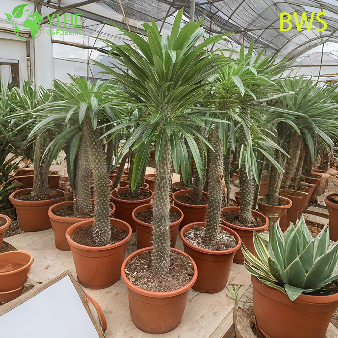 Драконово дерево, крупное декоративное растение, тропический гигант для дома и офиса